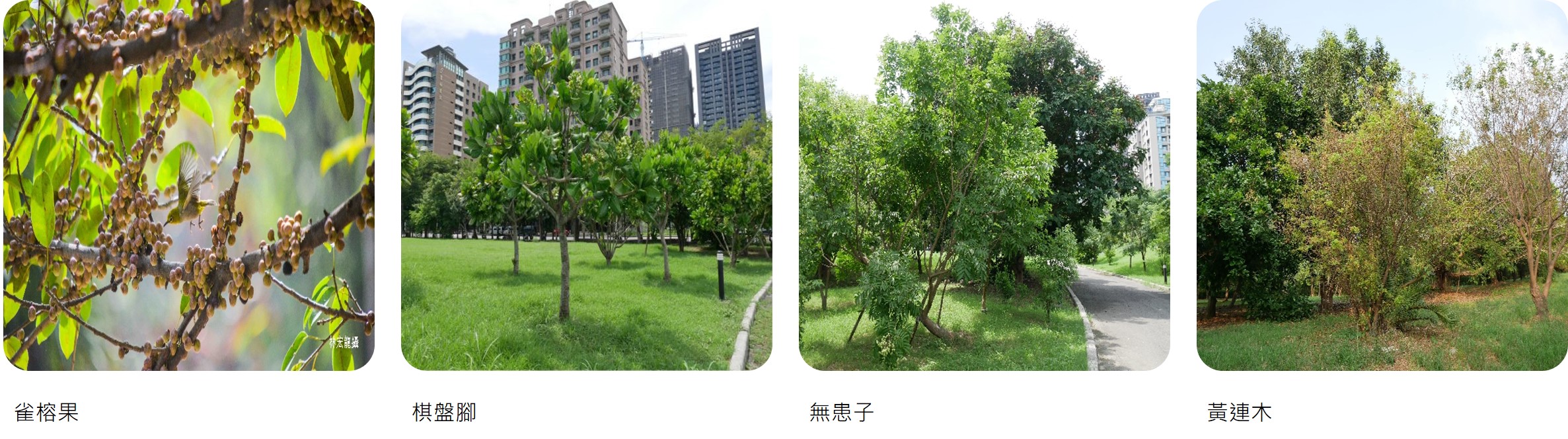 植物