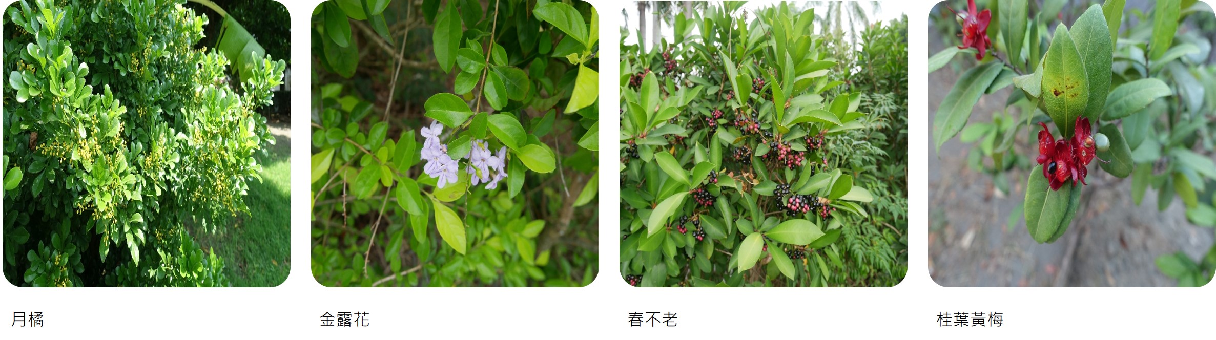 植物
